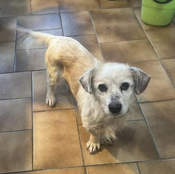 AMIGO - sehnt sich nach Kuscheleinheiten