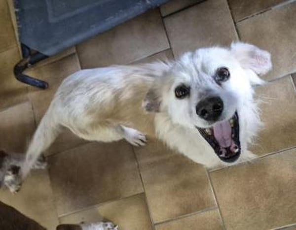 AMIGO - sehnt sich nach Kuscheleinheiten