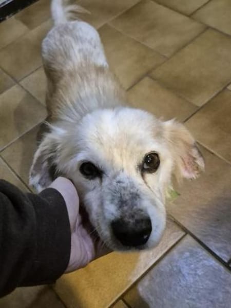 AMIGO - sehnt sich nach Kuscheleinheiten