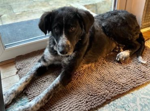 Pina auf der Suche nach Liebe / 82284