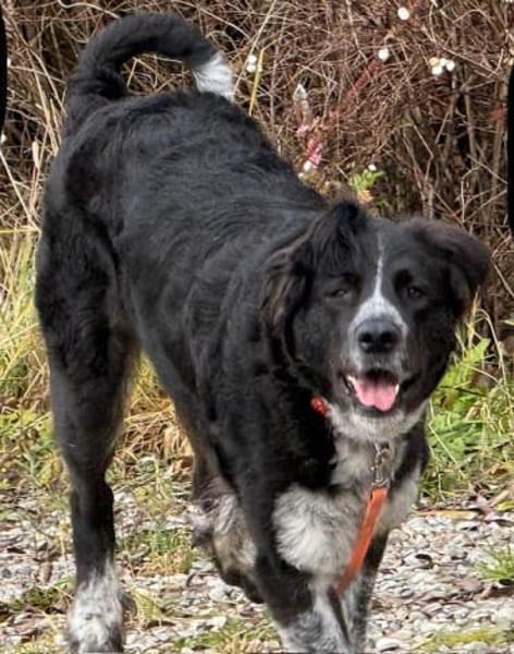 Pina auf der Suche nach Liebe / 82284