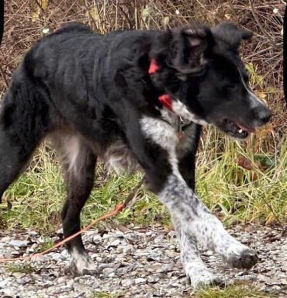 Pina auf der Suche nach Liebe / 82284