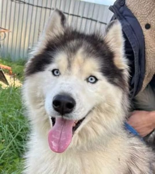 BLOSSOM - lieb und wunderschön