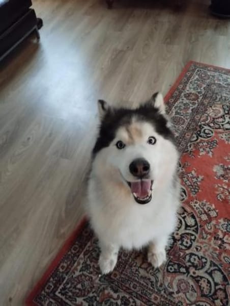 BLOSSOM - lieb und wunderschön