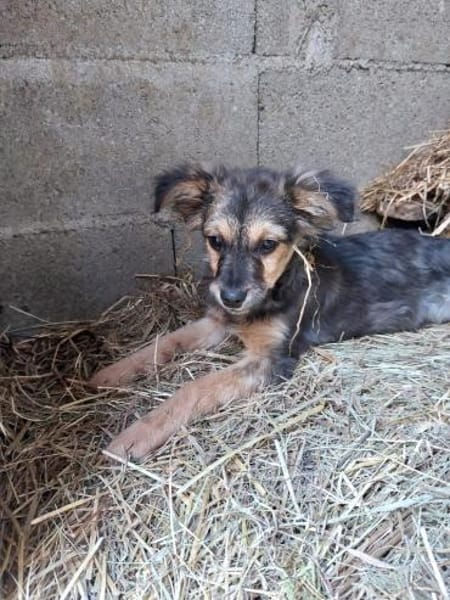 💕Jemma💕 sucht ihr großes Glück ❤🐾