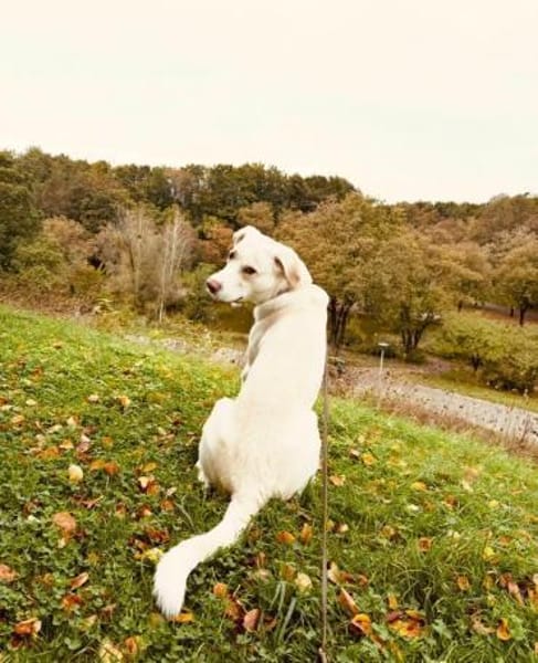 Zuhause auf dem Land gesucht 🔥Dringend