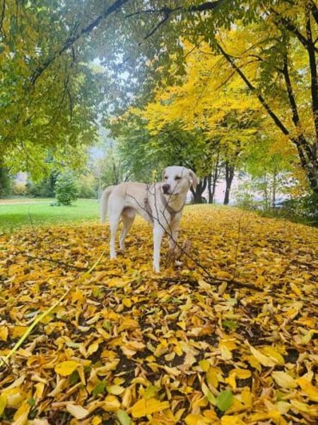 Zuhause auf dem Land gesucht 🔥Dringend