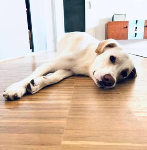 Zuhause auf dem Land gesucht 🔥Dringend