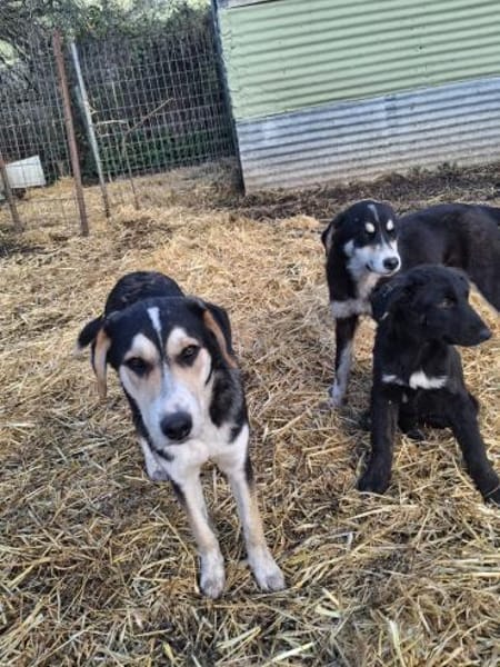 Matti wünscht sich eine Familie