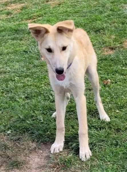 LANA eine bezaubernde junge Dame