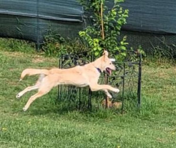 LANA eine bezaubernde junge Dame