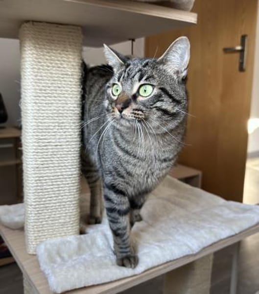 Marley - Einzelkatze mit Garten/Freigang