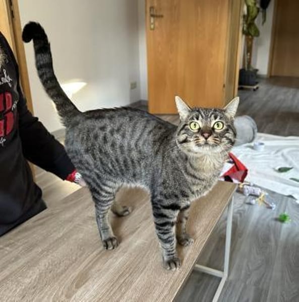 Marley - Einzelkatze mit Garten/Freigang