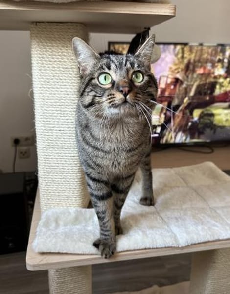 Marley - Einzelkatze mit Garten/Freigang