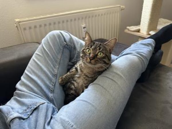 Marley - Einzelkatze mit Garten/Freigang