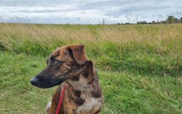 Yara sucht geduldiges Zuhause