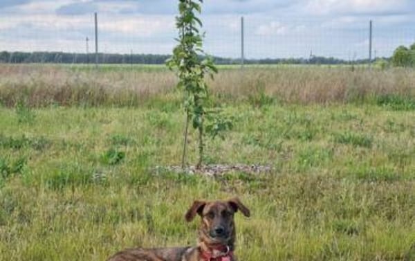 Yara sucht geduldiges Zuhause