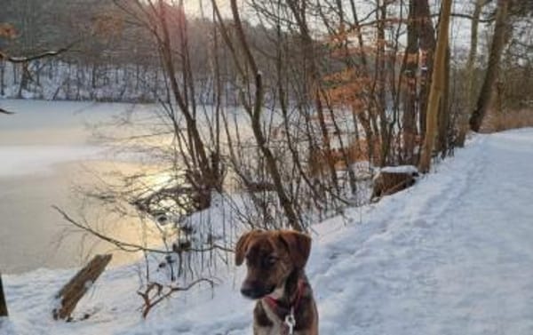 Yara sucht geduldiges Zuhause