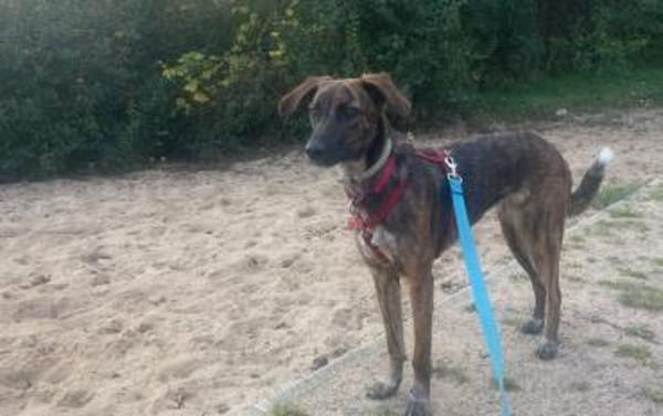 Yara sucht geduldiges Zuhause