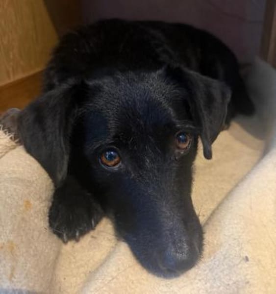 Tonkica ein absoluter Schatz