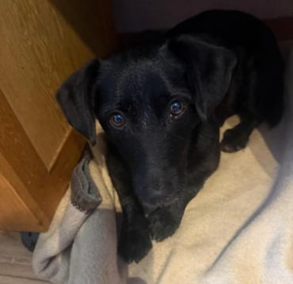 Tonkica ein absoluter Schatz