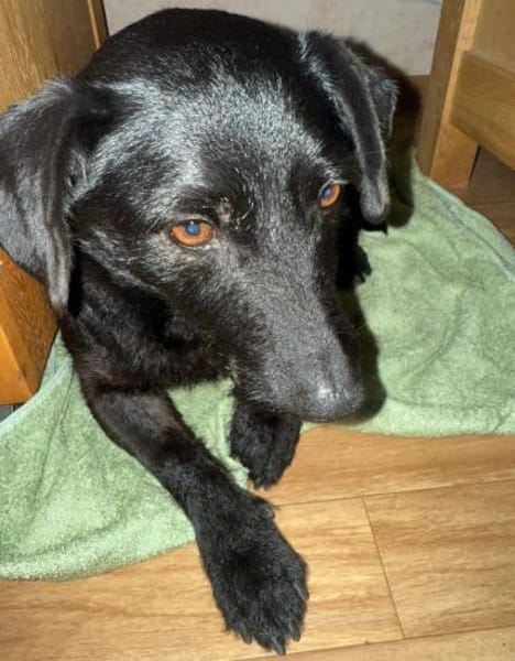 Tonkica ein absoluter Schatz