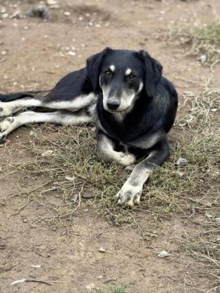 Finley sucht sein Für-immer-Zuhause 💙🐾