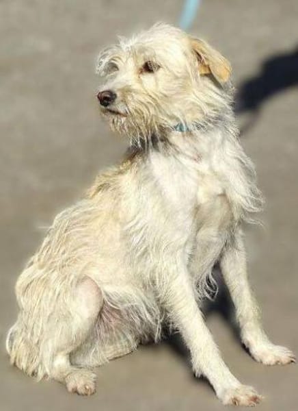 LARA 2 sucht Familienanschluss