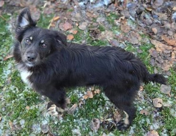 Kleiner SIMON sucht Zuhause