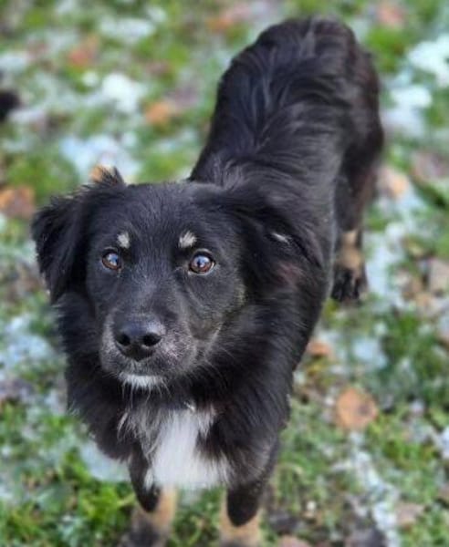 Kleiner SIMON sucht Zuhause