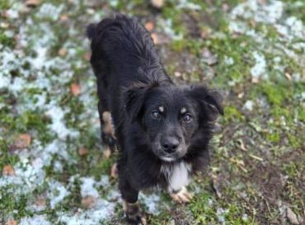 Kleiner SIMON sucht Zuhause