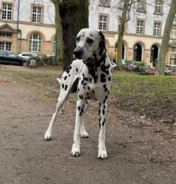 Notfall - Elvis sucht Dauerpflegestelle