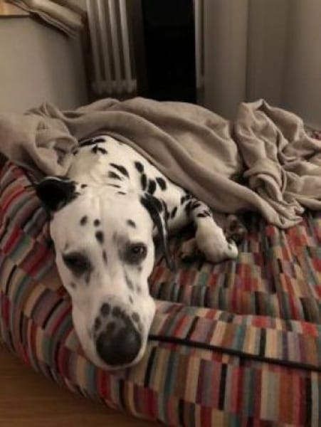 Notfall - Elvis sucht Dauerpflegestelle