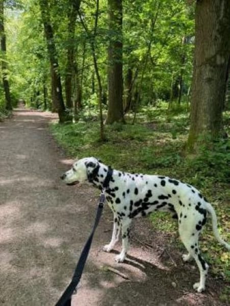 Notfall - Elvis sucht Dauerpflegestelle