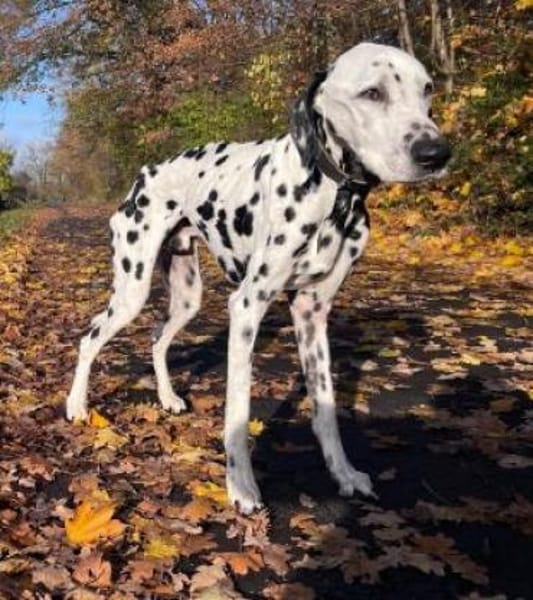 Notfall - Elvis sucht Dauerpflegestelle