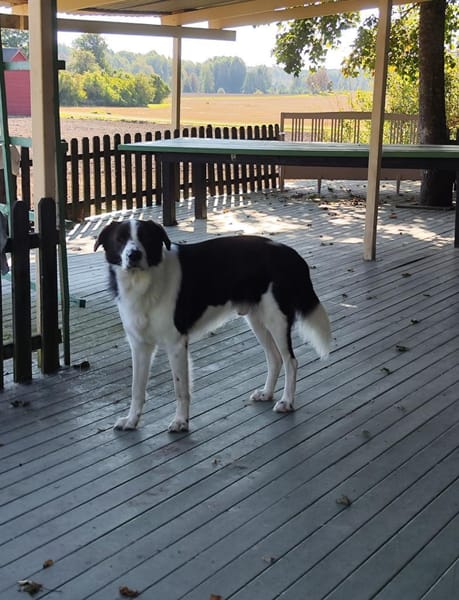 PINO 💕- aktiver junger Hund