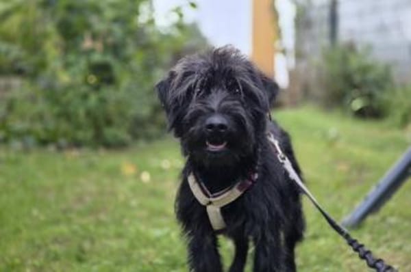 Zoe - wartet in 33154 Salzkotten