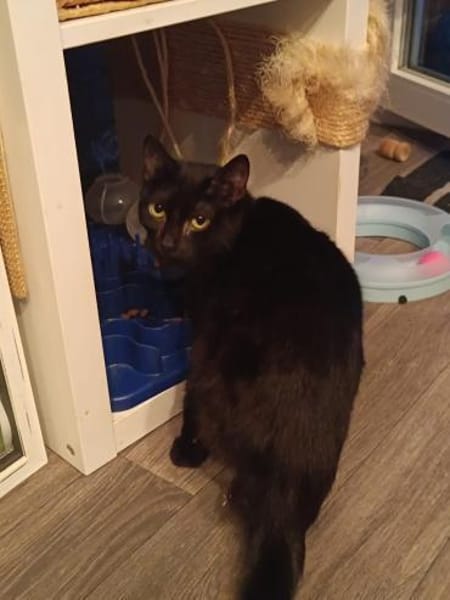 Legolas- kennt Hunde/ Katzen