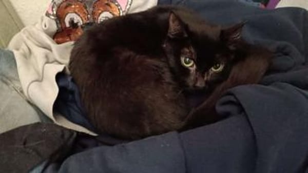 Legolas- kennt Hunde/ Katzen