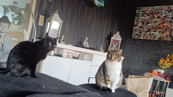 Legolas- kennt Hunde/ Katzen