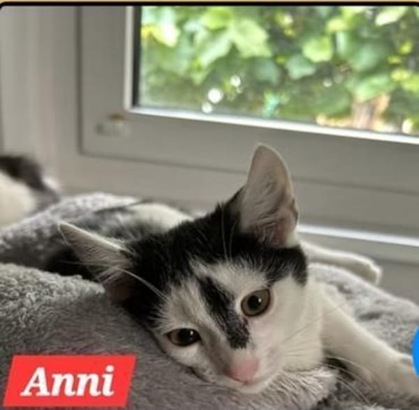 Maikätzchen  Anni und Casimir