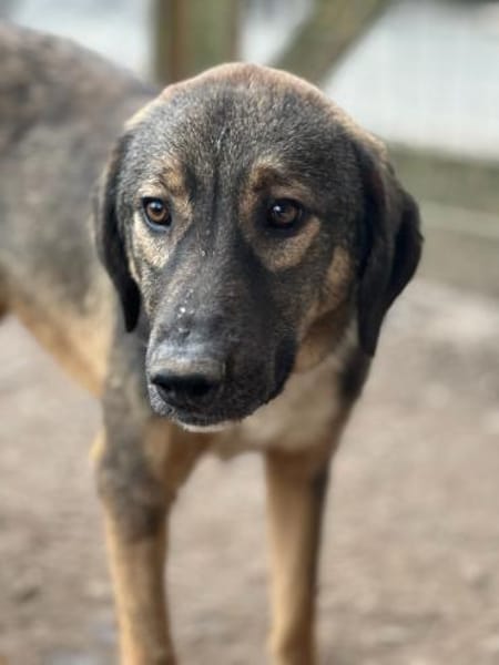 SISKA - lieb, neugierig, freundlich