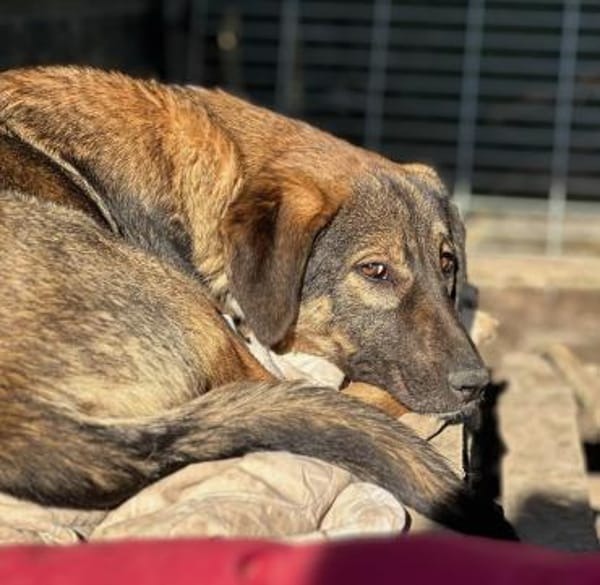 SISKA - lieb, neugierig, freundlich