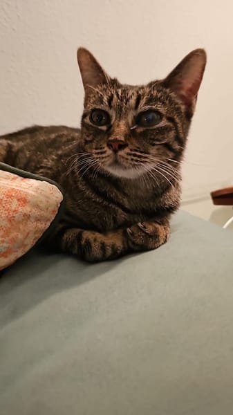 süße Gwendola in Mannheim (ALM)