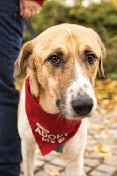 Felicio wartet in 99718 Greussen