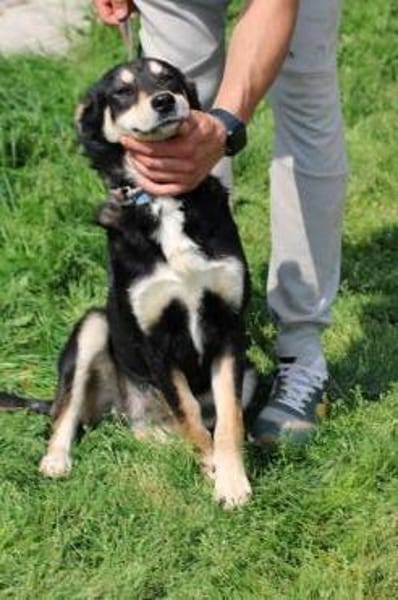 Buta - sehr kinderlieb u. verspielt