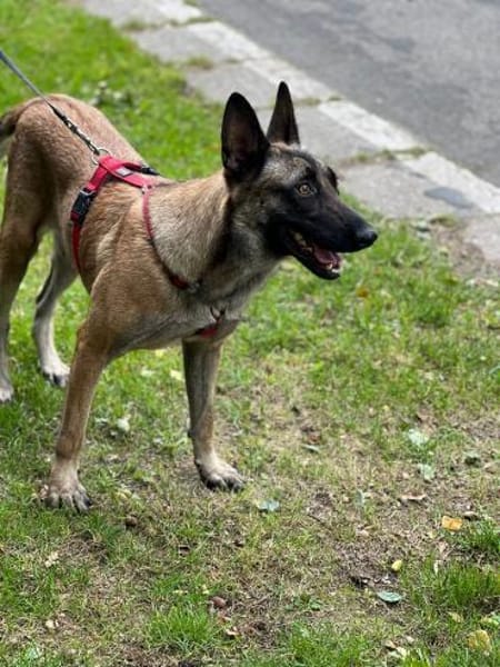 Liebevolle Malinois Mischlings Hündin