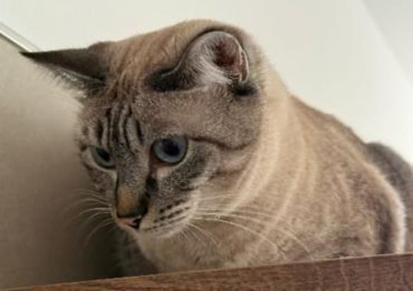 verschmuste Xena, bereits bei Aachen