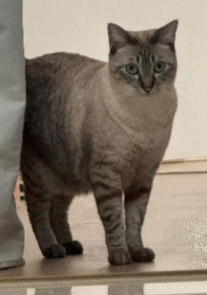 verschmuste Xena, bereits bei Aachen