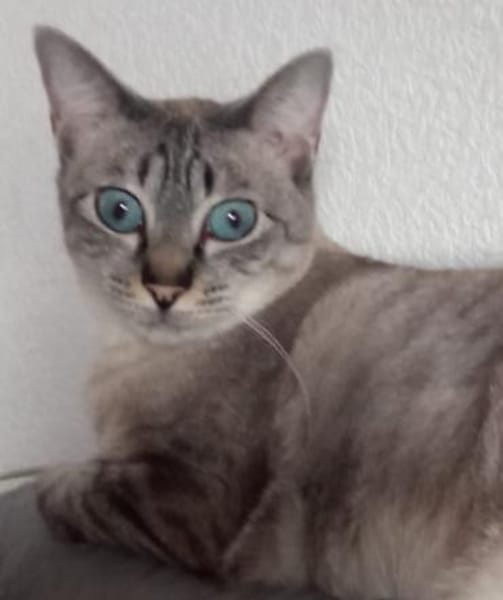 verschmuste Xena, bereits bei Aachen